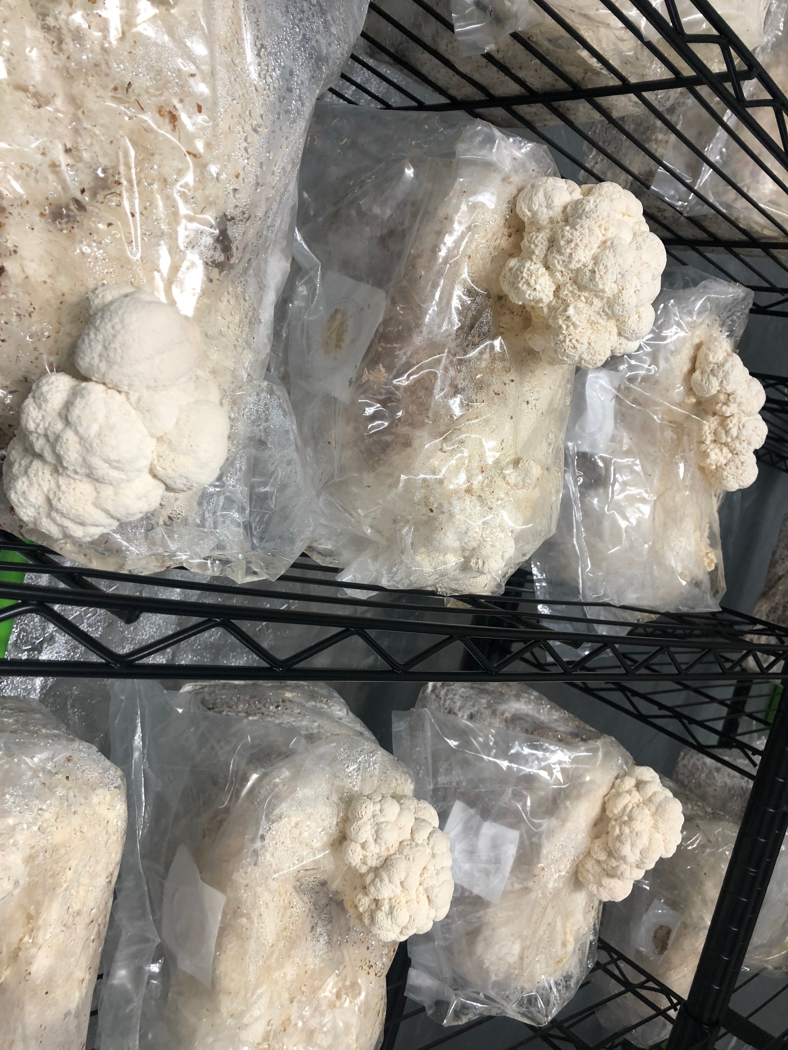 Lion's Mane Mushrooms - Fruited Body - 1 lbs and up